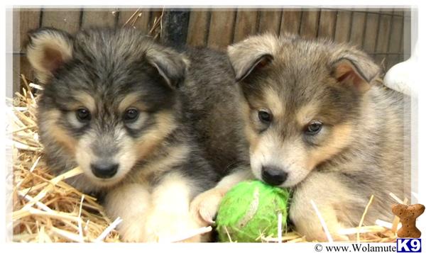Puppies in NV